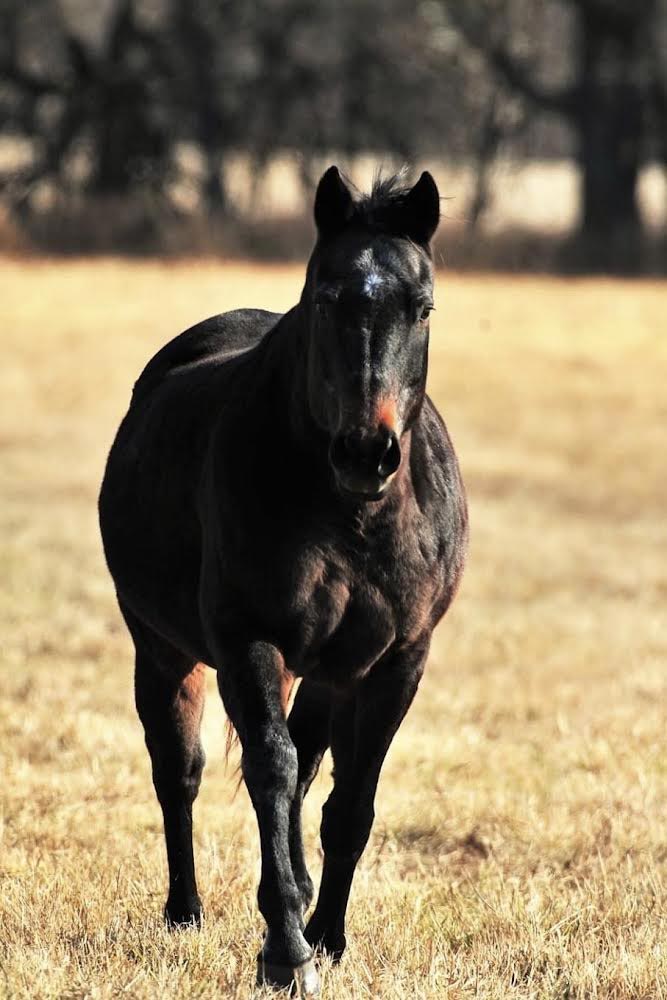 Whammys Dixie Belle